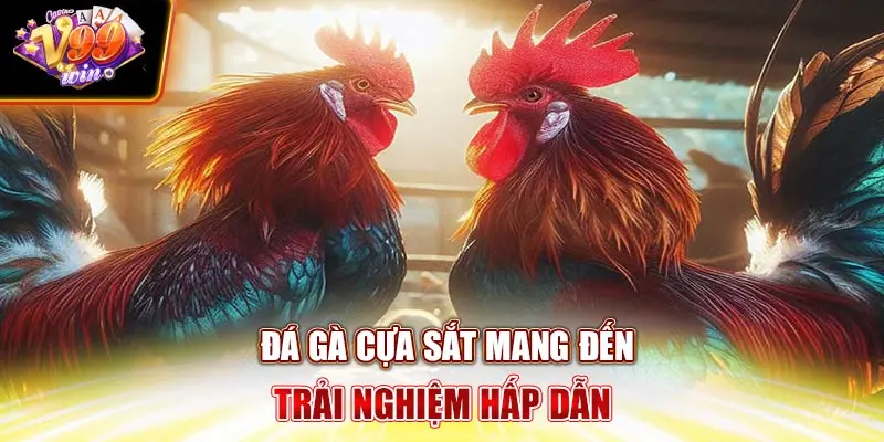 Đá Gà Cựa Sắt V99Win mang đến trải nghiệm hấp dẫn