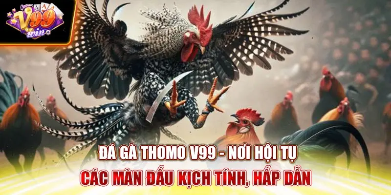 Đá gà Thomo V99Win - Nơi Hội Tụ Các Màn Đấu Kịch Tính, Hấp Dẫn