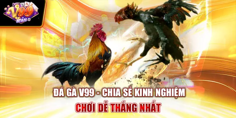 Đá gà V99Win - Chia Sẻ Kinh Nghiệm Chơi Dễ Thắng Nhất