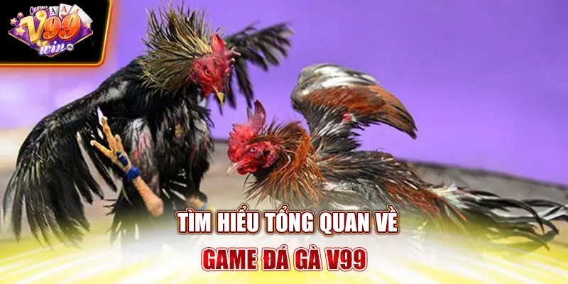 Tìm hiểu tổng quan về game Đá gà V99Win